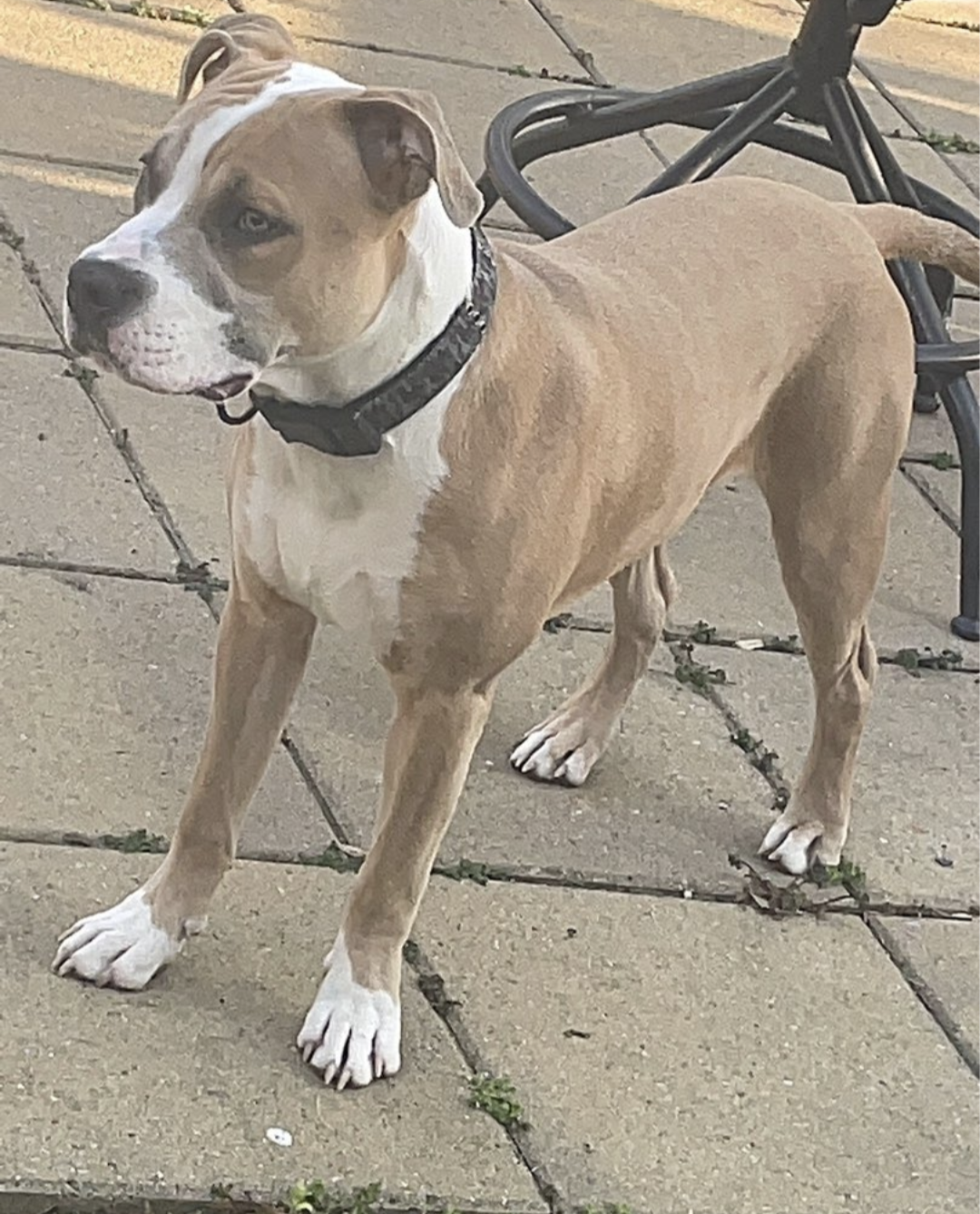 adoptable Dog in Baltimore, MD named Bleu