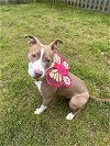 adoptable Dog in baltimore, MD named Ruby