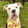 adoptable Dog in baltimore, MD named Harley