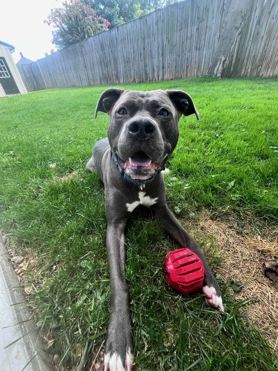 adoptable Dog in Baltimore, MD named Rex