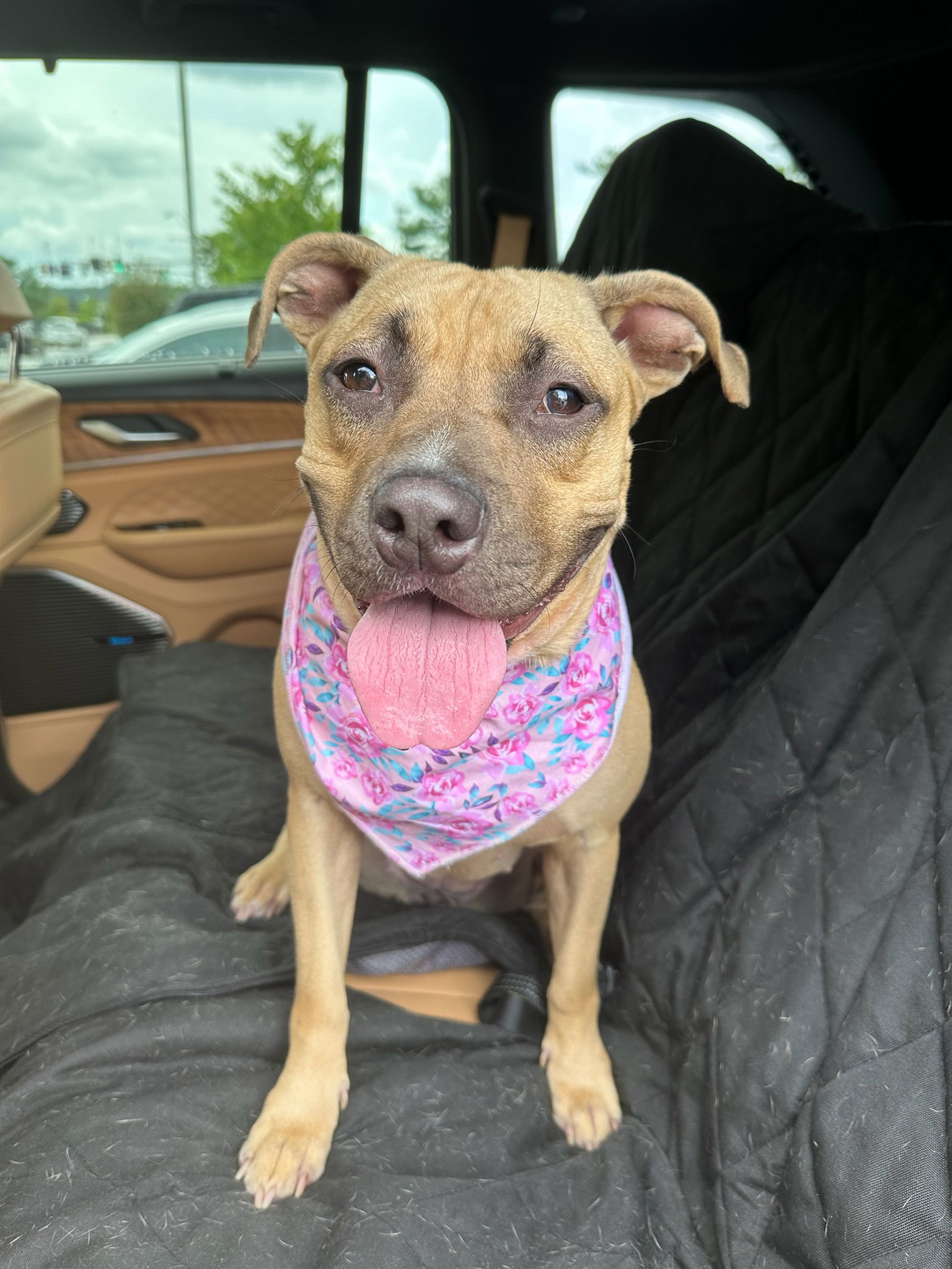 adoptable Dog in Baltimore, MD named Tara