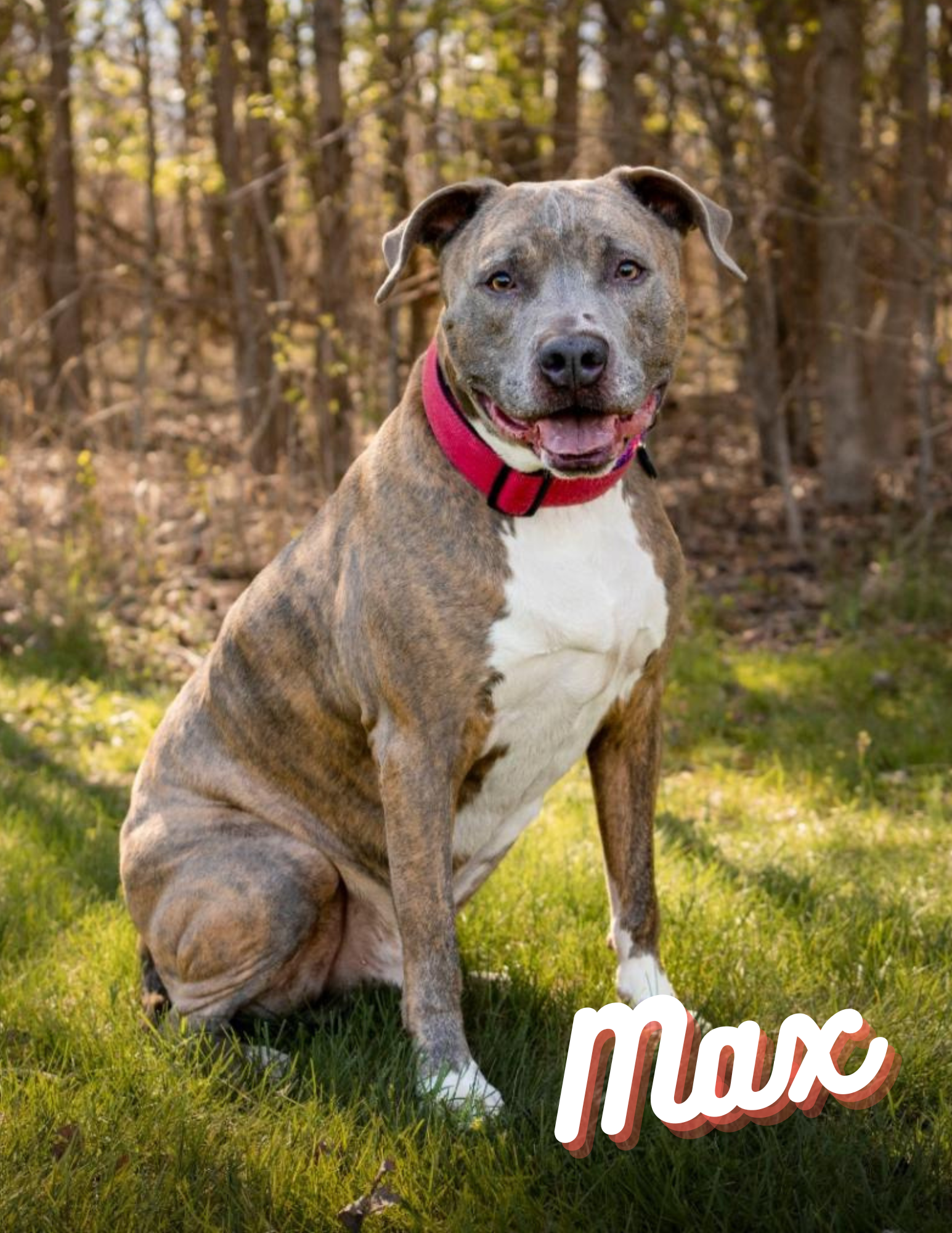 Dog For Adoption - Max, A American Bulldog In Prince Georges County, Md 