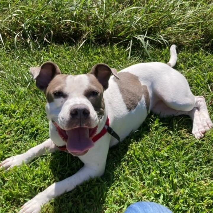 adoptable Dog in Baltimore, MD named Cher