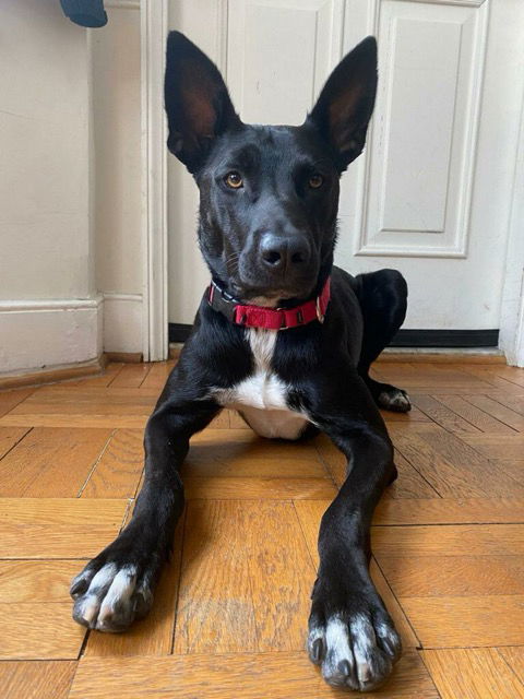 adoptable Dog in Baltimore, MD named Beau