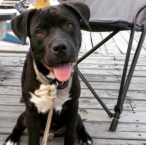 HOMER - American Staffordshire Terrier / American Bulldog available for adoption