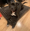 Homer - Photo 4