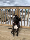 Homer - Photo 5