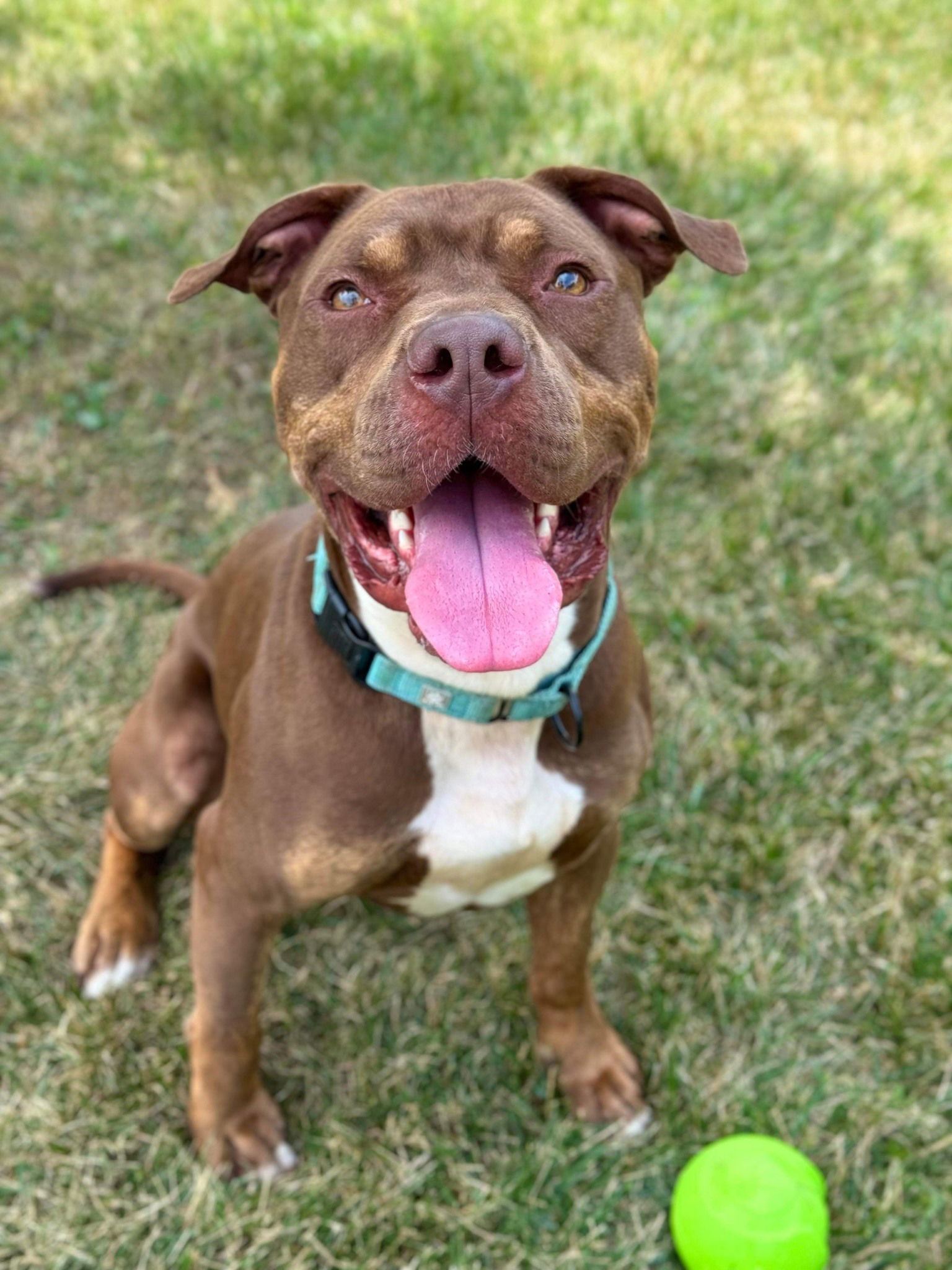 adoptable Dog in Baltimore, MD named Ninja