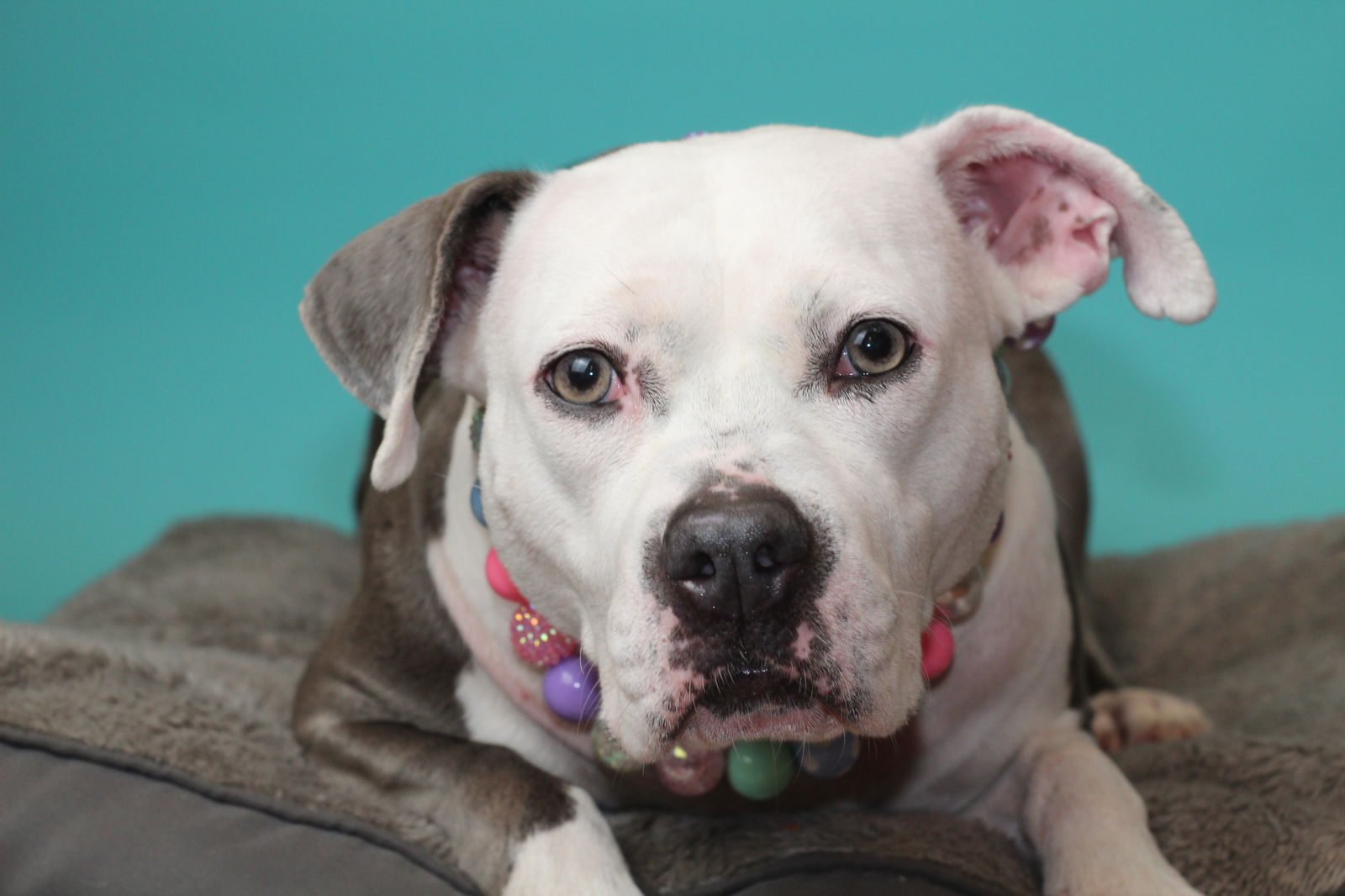adoptable Dog in Baltimore, MD named Stella