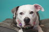 adoptable Dog in  named Stella
