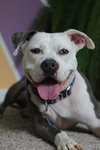 Stella - Photo 4