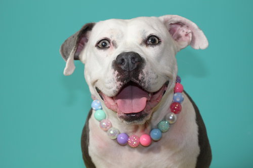 STELLA - American Staffordshire Terrier / American Pit Bull Terrier available for adoption