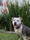 Stella - Photo 5