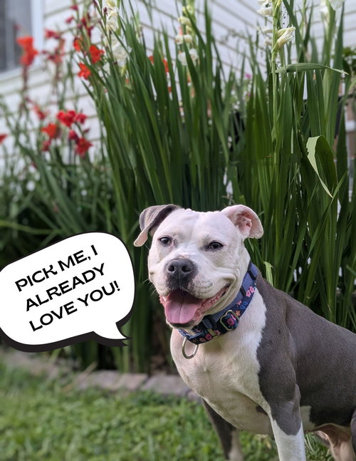 STELLA - American Staffordshire Terrier / American Pit Bull Terrier available for adoption