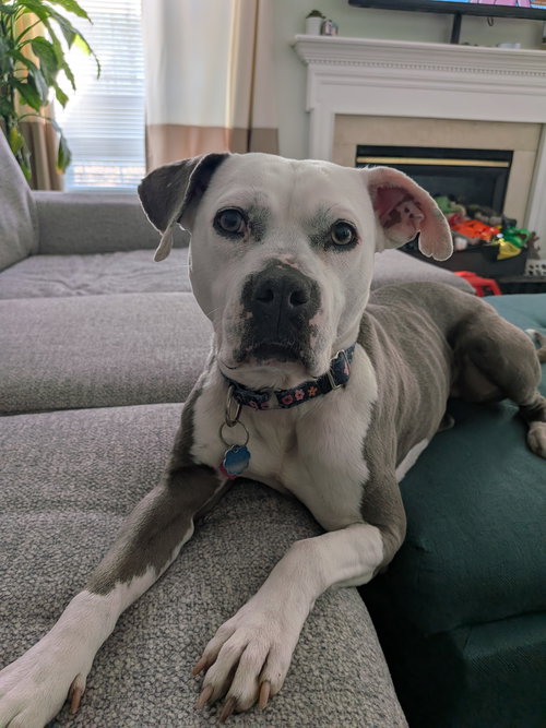Stella, an adoptable American Staffordshire Terrier in Baltimore, MD