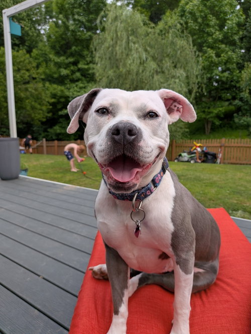 Stella