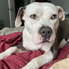 Stella - Photo 11