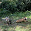 Stella - Photo 17
