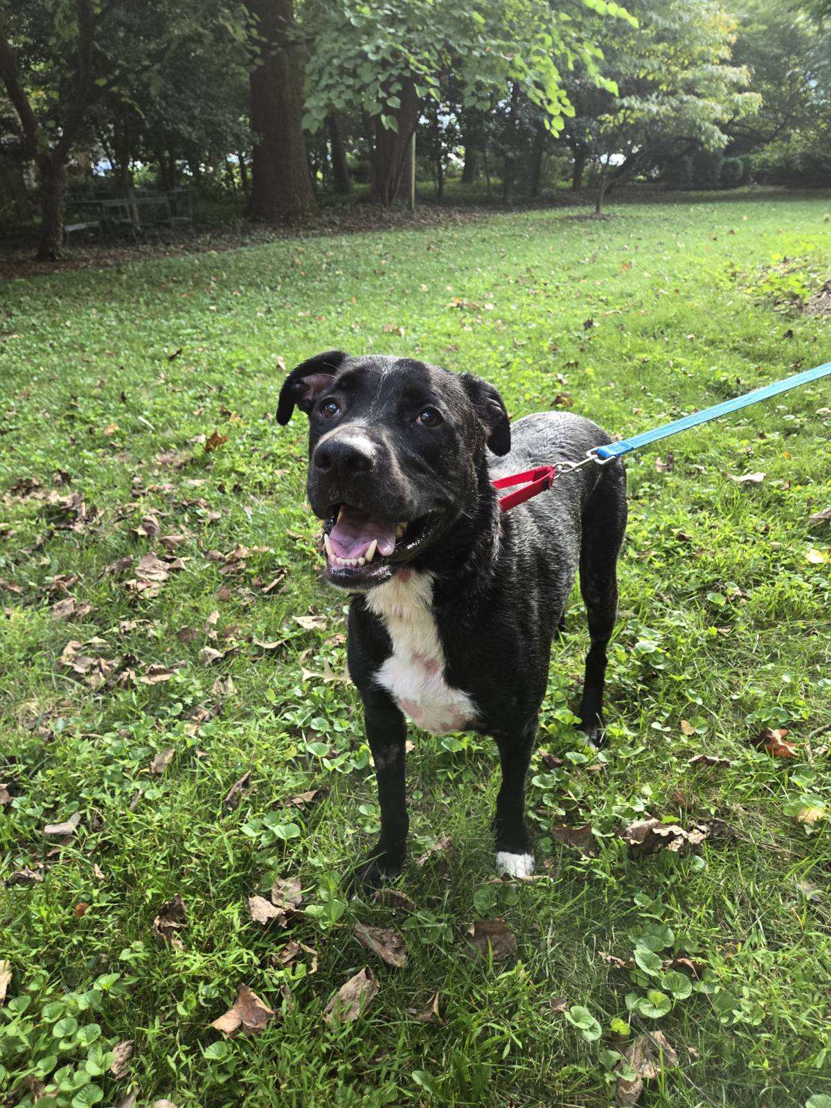 adoptable Dog in Baltimore, MD named Hank