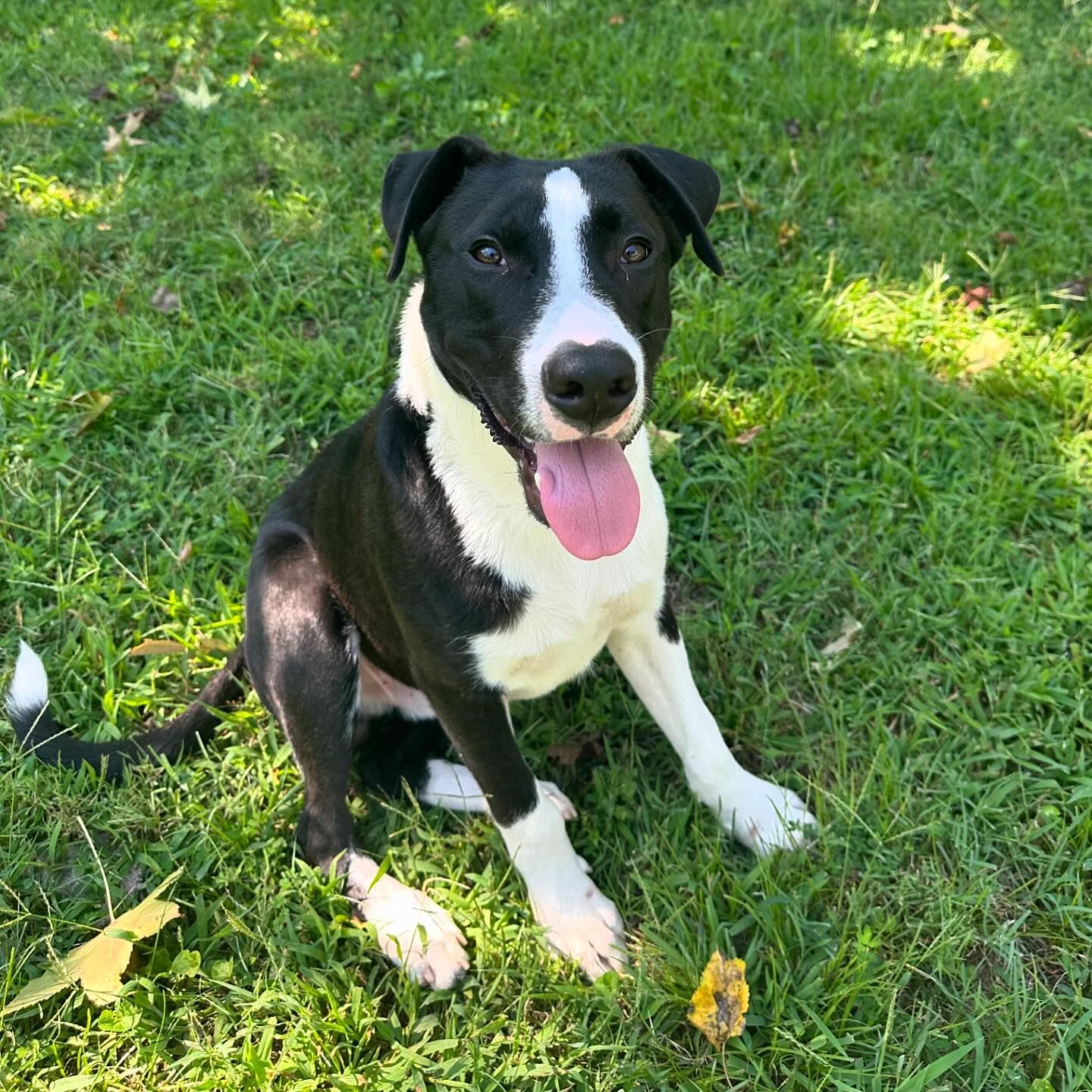 adoptable Dog in Baltimore, MD named Simon