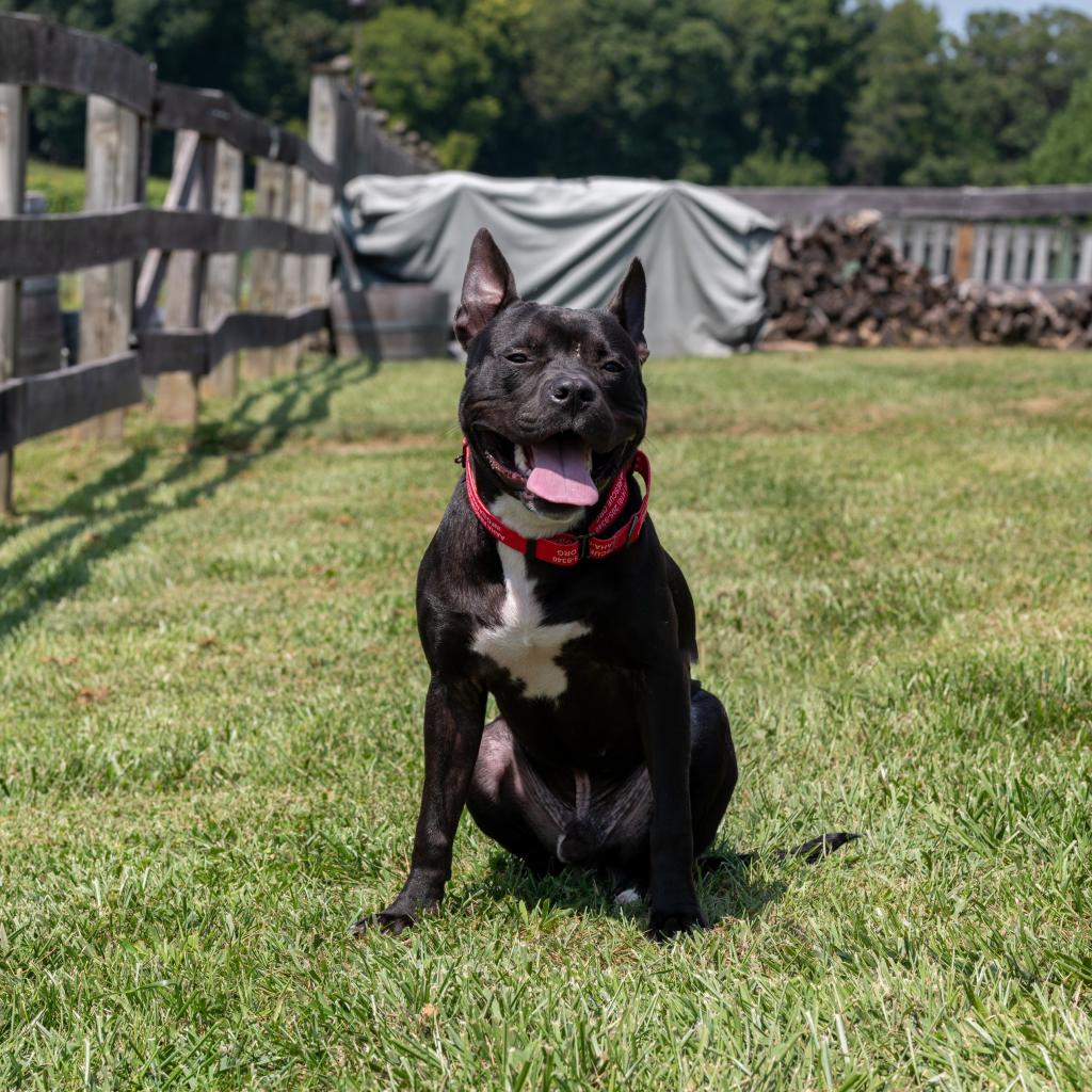 adoptable Dog in Baltimore, MD named Reggie