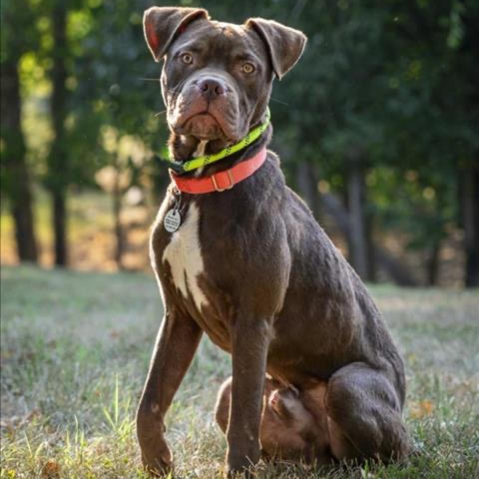 adoptable Dog in Baltimore, MD named Dusse