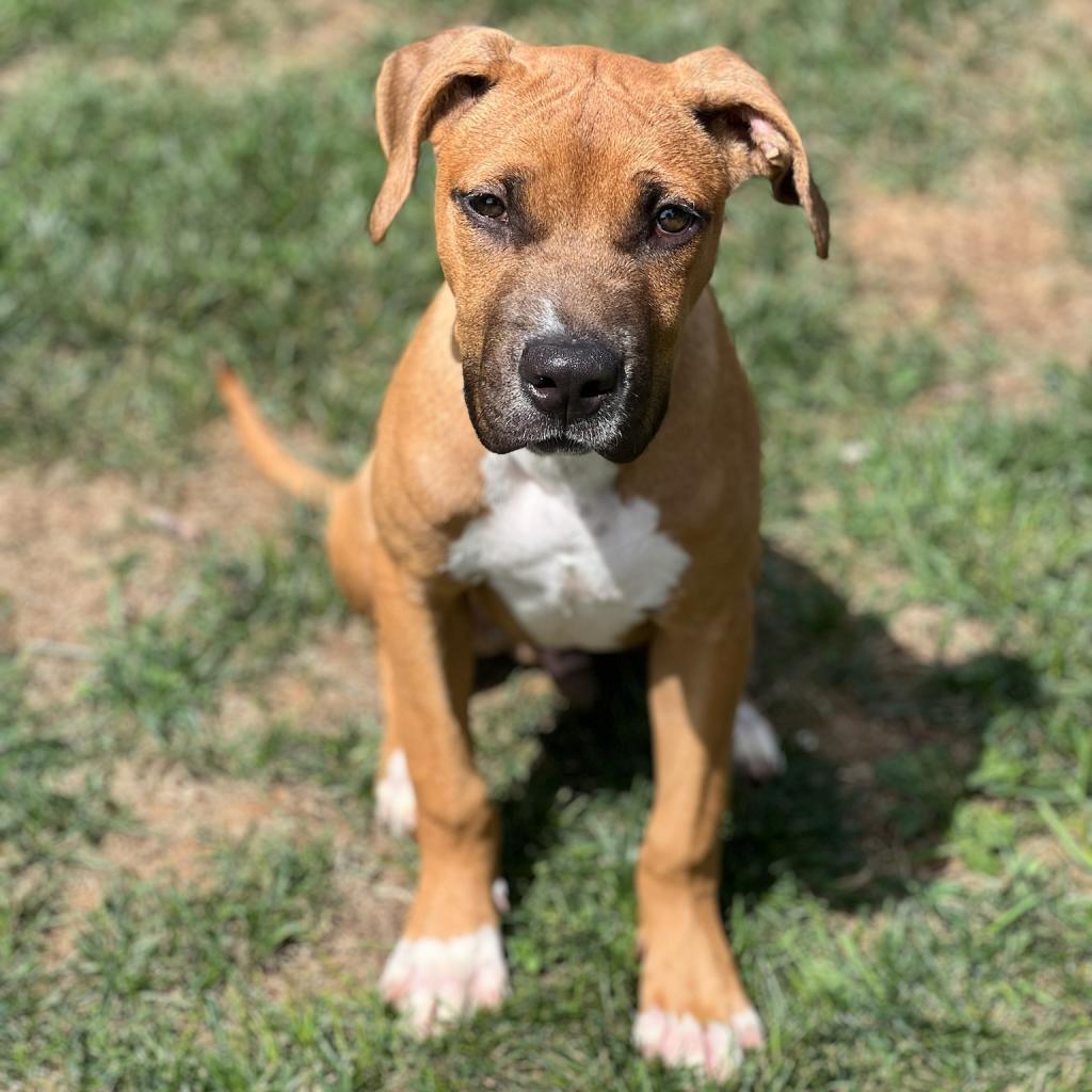 adoptable Dog in Baltimore, MD named Denali