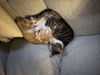adoptable Cat in baltimore, MD named Cali & Sunny