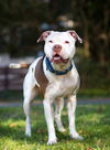 adoptable Dog in Baltimore, MD named Mikey