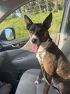 adoptable Dog in  named Scrappy