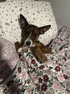 Scrappy - Photo 2