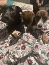 Scrappy - Photo 3