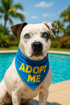 adoptable Dog in  named Tundra