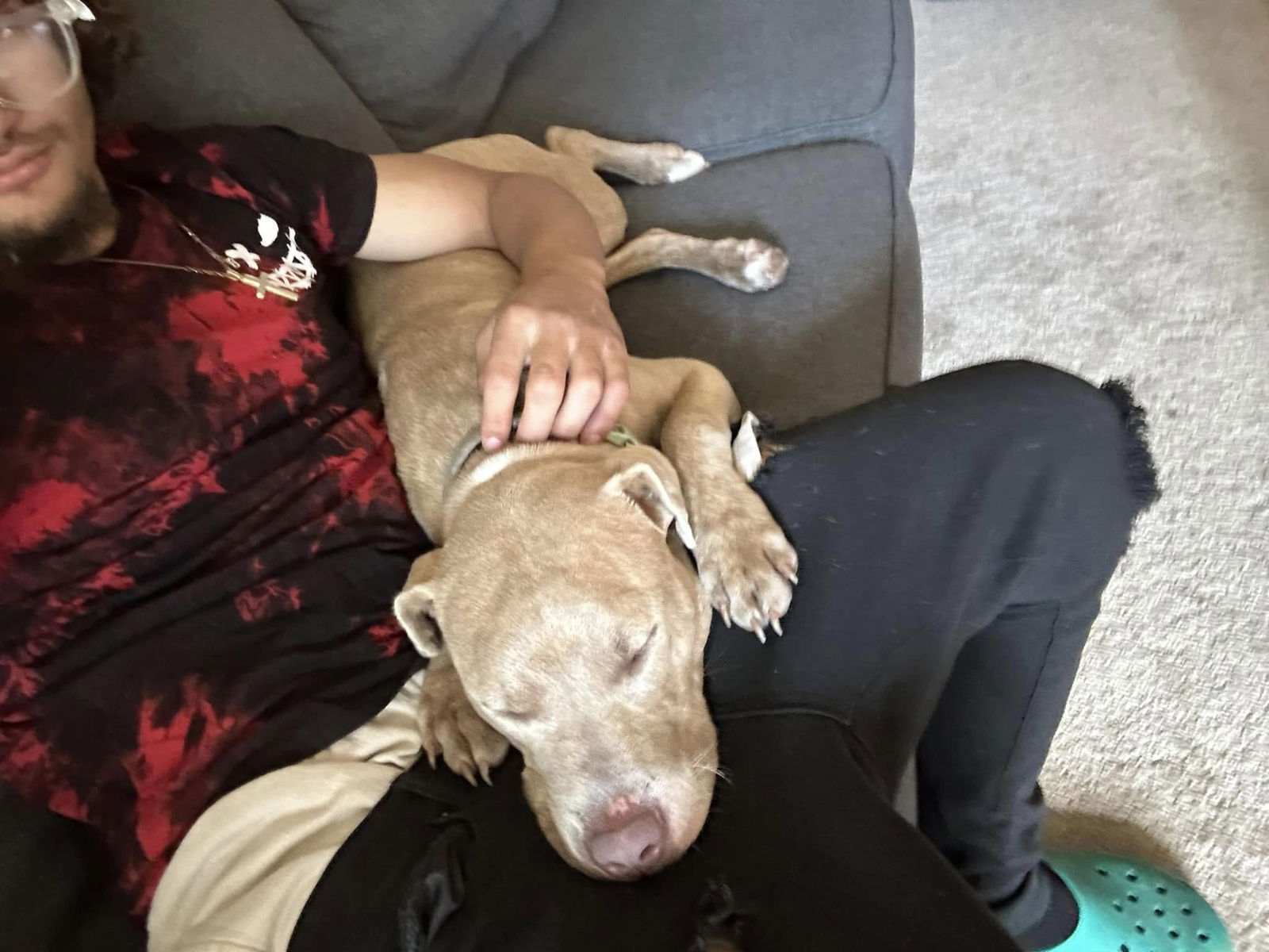 adoptable Dog in Baltimore, MD named Sage