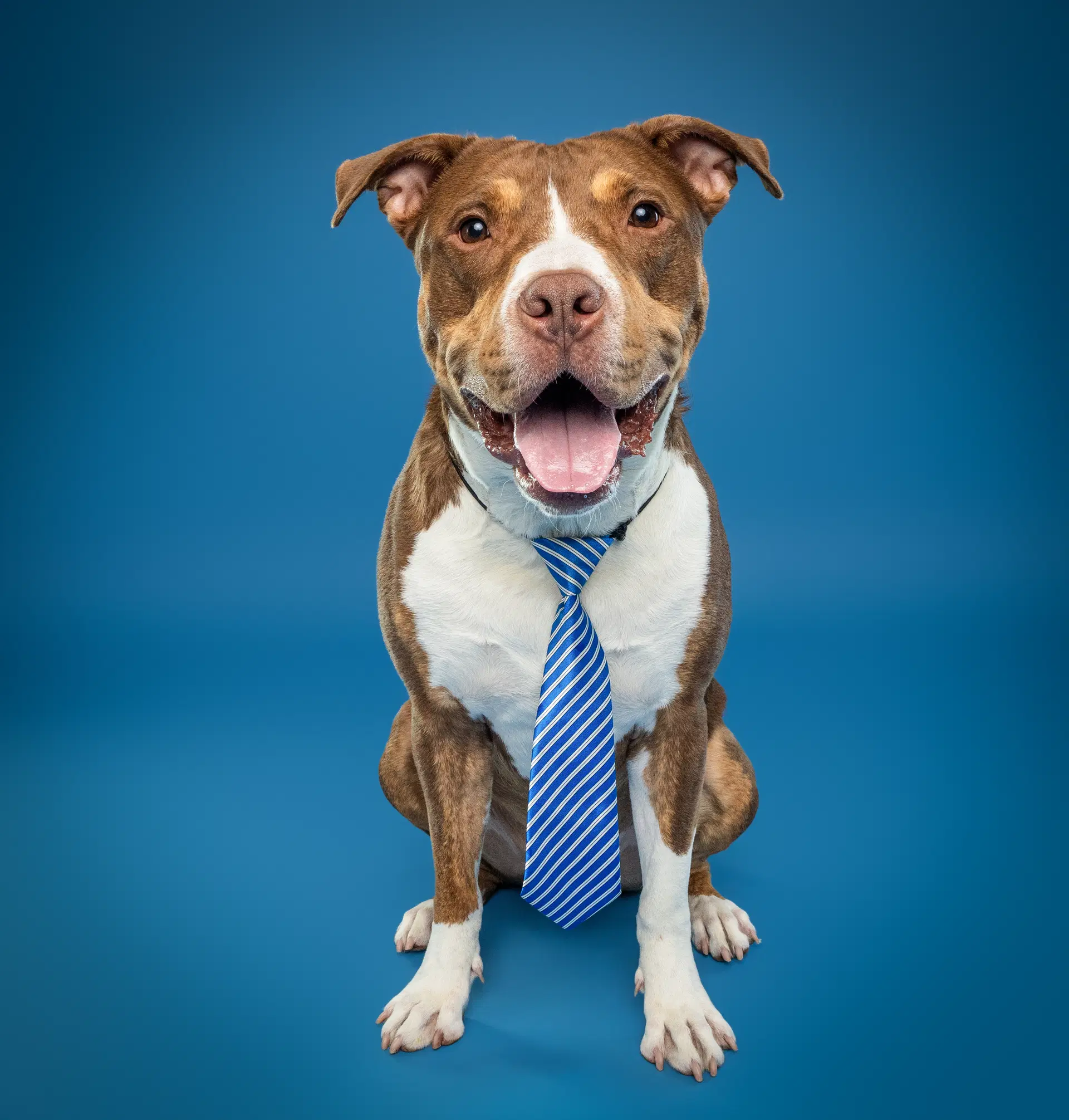 Randy - American Pit Bull Terrier