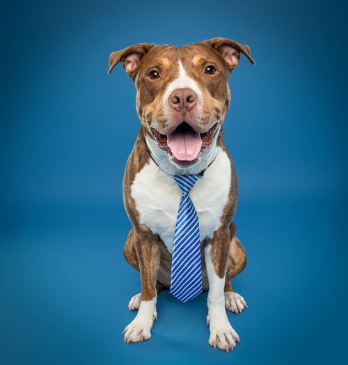 GLIMMET - American Pit Bull Terrier / American Staffordshire Terrier available for adoption
