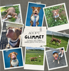 Glimmet - Photo 3
