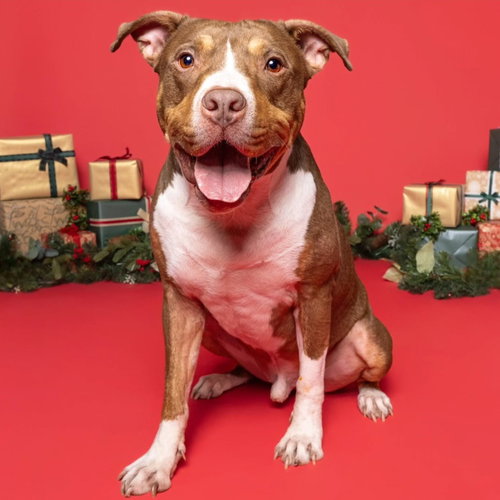 GLIMMET - American Pit Bull Terrier / American Staffordshire Terrier available for adoption