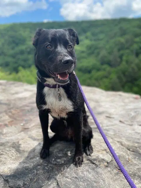 Ivy - Pit Bull Terrier