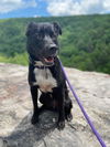 adoptable Dog in Baltimore, MD named Ivy