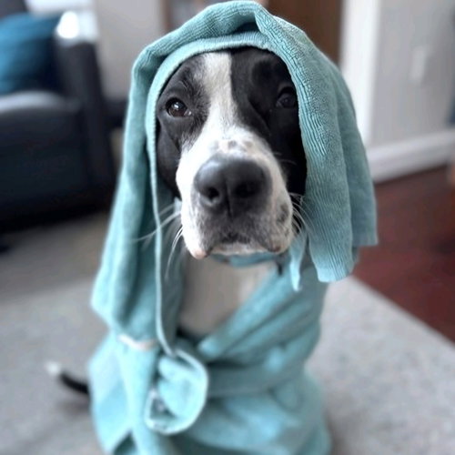 TRISTAN - American Pit Bull Terrier / American Staffordshire Terrier available for adoption
