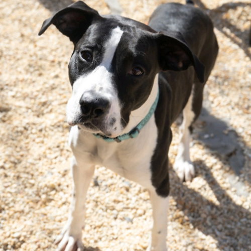 TRISTAN - American Pit Bull Terrier / American Staffordshire Terrier available for adoption