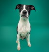 Tristan - Photo 4
