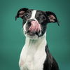 adoptable Dog in  named Tristan