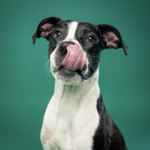 TRISTAN - American Pit Bull Terrier / American Staffordshire Terrier available for adoption