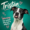 Tristan - Photo 1