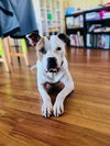 adoptable Dog in  named Saint