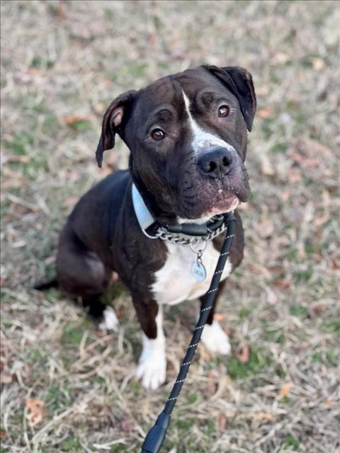 RUBY - American Pit Bull Terrier / American Staffordshire Terrier available for adoption