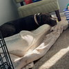 Ruby - Photo 3