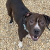 Ruby - Photo 6